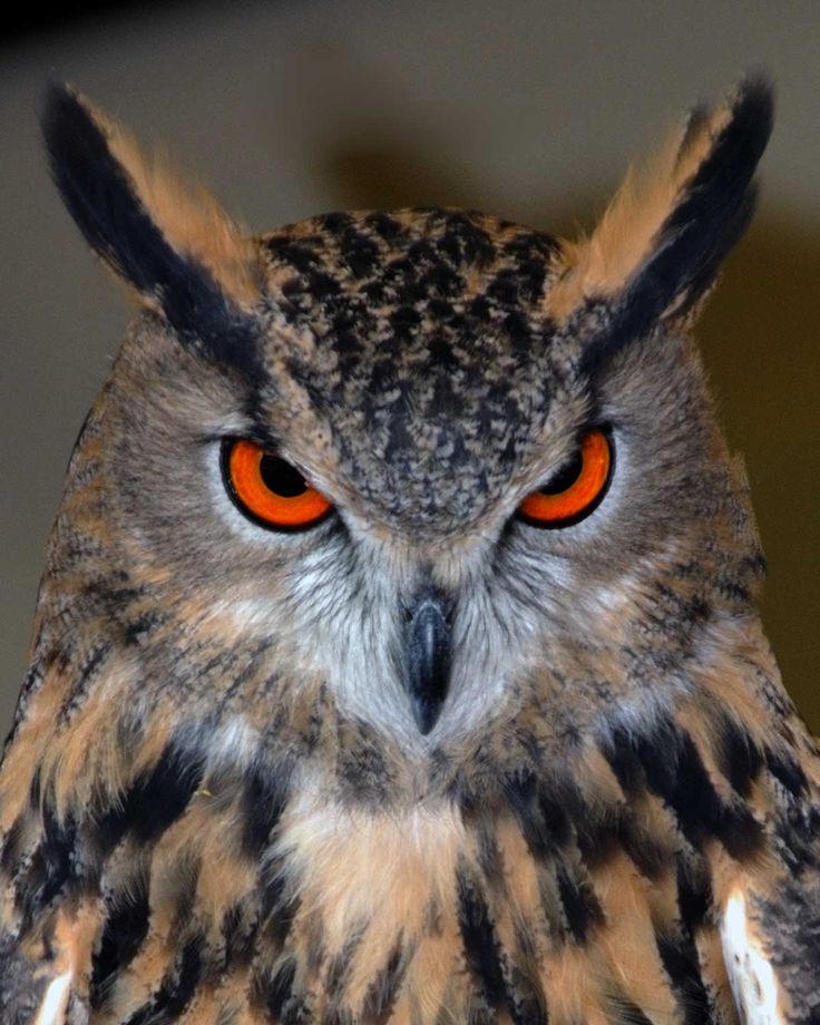 57e601be9e67f33f53c6722c2830af54--eurasian-eagle-owl-owl-eyes.jpg